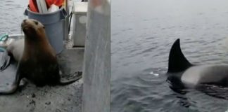 VIDEO: Mujer expulsa de su barco a león marino que huía de orcas
