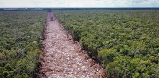 Chumel Torres reta a fundador de Polemón para que vea ecocidio provocado por Tren Maya