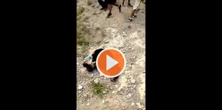 Matan a un oso bebé