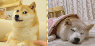 El famoso perrito “Chems” podría estar en sus últimos días de vida