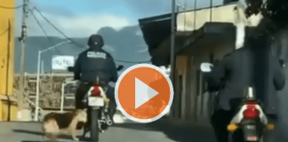 VIDEO: Policía amarra a perro en su moto y lo arrastra en Veracruz