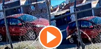 VIDEO: Menor mató a balazos a un perrito callejero en Morelia