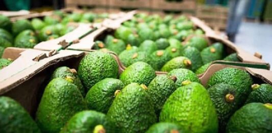 Por cada día de sanción de EU aguacateros de Michoacán pierden entre 7.5 y 10 mdd