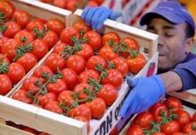 entra-en-vigor-arancel-de-casi-21-al-jitomate-importado-de-mexico-a-eu