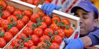 entra-en-vigor-arancel-de-casi-21-al-jitomate-importado-de-mexico-a-eu