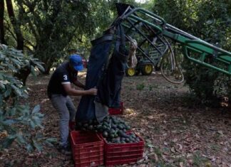 eu-sanciona-a-integrantes-de-carteles-unidos-y-los-viagras-por-extorsion-a-agricultores