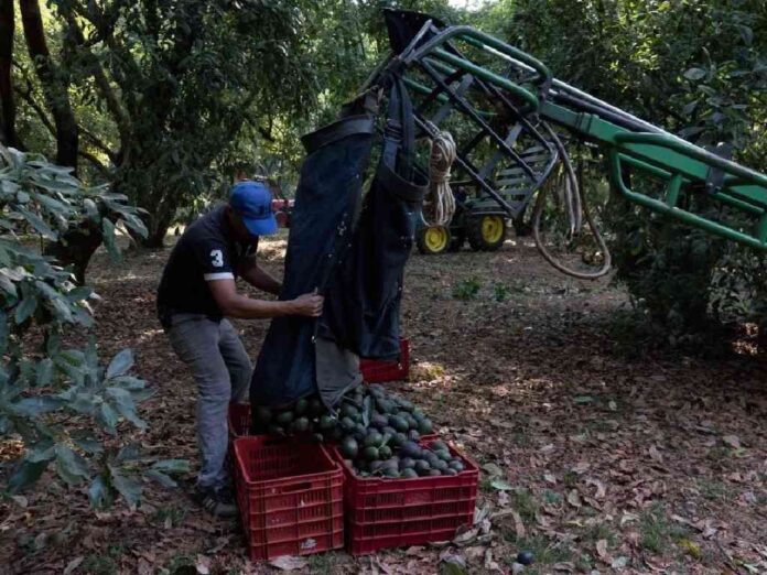 eu-sanciona-a-integrantes-de-carteles-unidos-y-los-viagras-por-extorsion-a-agricultores