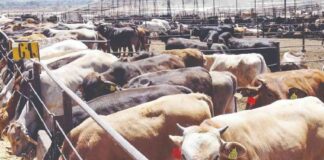 sheinbaum-destaca-acuerdo-con-eu-ante-cierre-de-la-frontera-por-el-gusano-barrenador