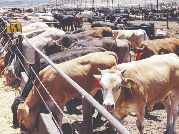 sheinbaum-destaca-acuerdo-con-eu-ante-cierre-de-la-frontera-por-el-gusano-barrenador