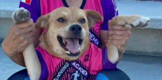 matan-a-el-chicles-el-perrito-maratonista-de-tijuana-lo-envenenaron