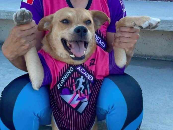 matan-a-el-chicles-el-perrito-maratonista-de-tijuana-lo-envenenaron